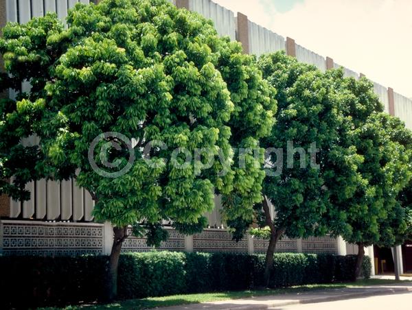 Red blooms; Evergreen; Needles or needle-like leaf