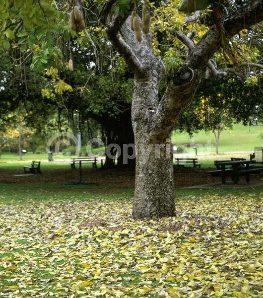 Red blooms; Evergreen; Needles or needle-like leaf