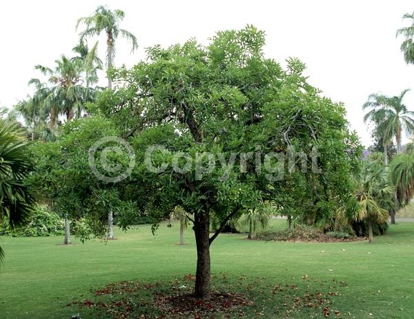Red blooms; Evergreen; Needles or needle-like leaf