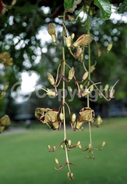 Red blooms; Evergreen; Needles or needle-like leaf