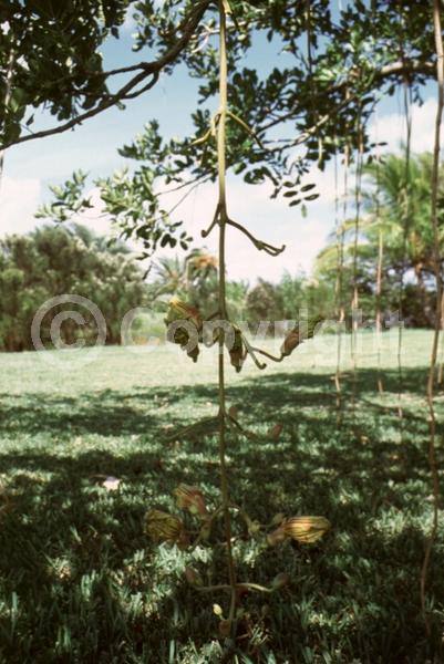 Red blooms; Evergreen; Needles or needle-like leaf