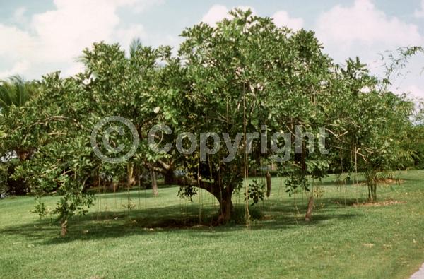 Red blooms; Evergreen; Needles or needle-like leaf