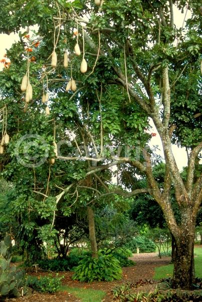 Red blooms; Evergreen; Needles or needle-like leaf