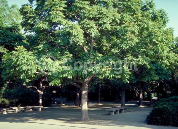 Yellow blooms; Deciduous; Broadleaf