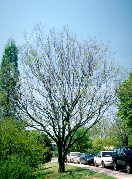 Yellow blooms; Deciduous; Broadleaf
