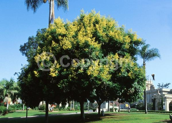 Yellow blooms; Deciduous; Broadleaf