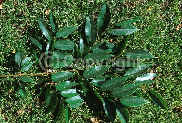 Yellow blooms; Deciduous; Broadleaf