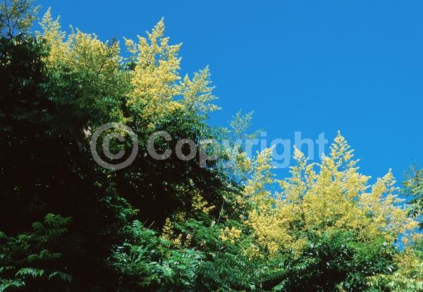 Yellow blooms; Deciduous; Broadleaf