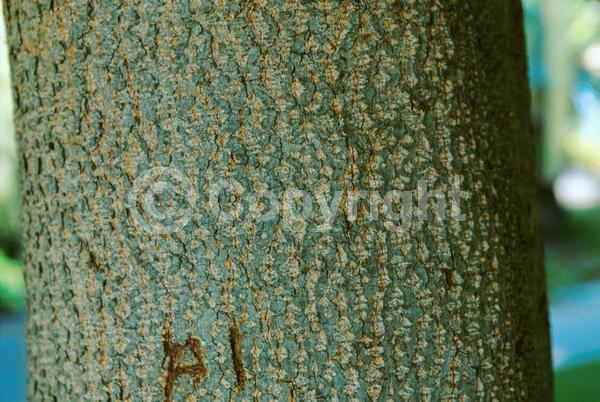 Yellow blooms; Deciduous; Broadleaf