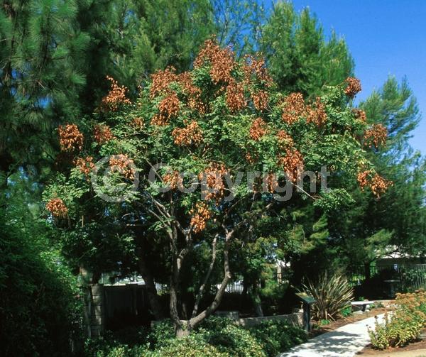 Yellow blooms; Deciduous; Broadleaf