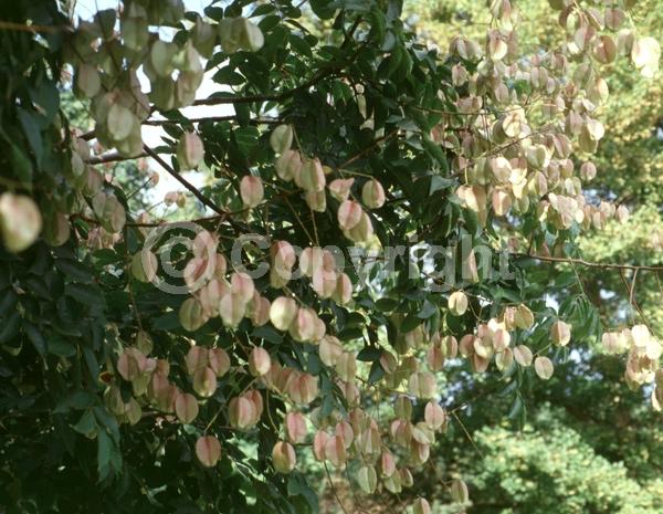 Yellow blooms; Deciduous; Broadleaf