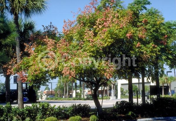 Yellow blooms; Deciduous; Broadleaf