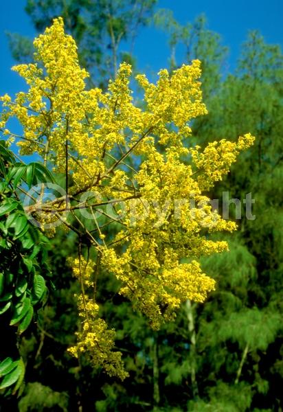 Yellow blooms; Deciduous; Broadleaf