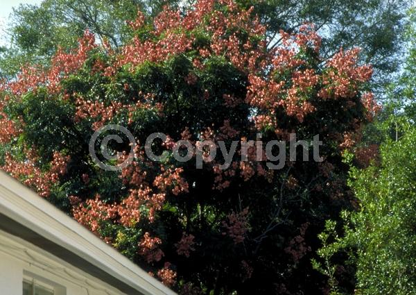 Yellow blooms; Deciduous; Broadleaf