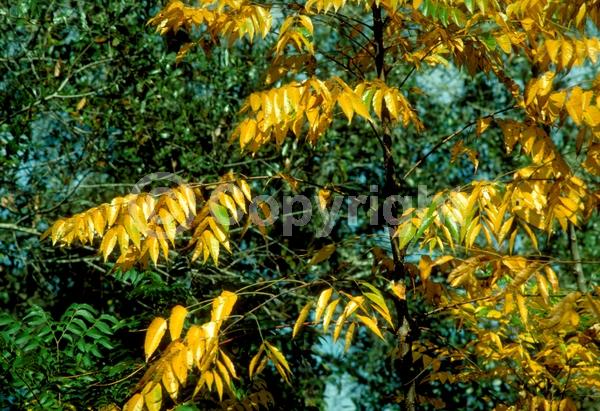 Yellow blooms; Deciduous; Broadleaf