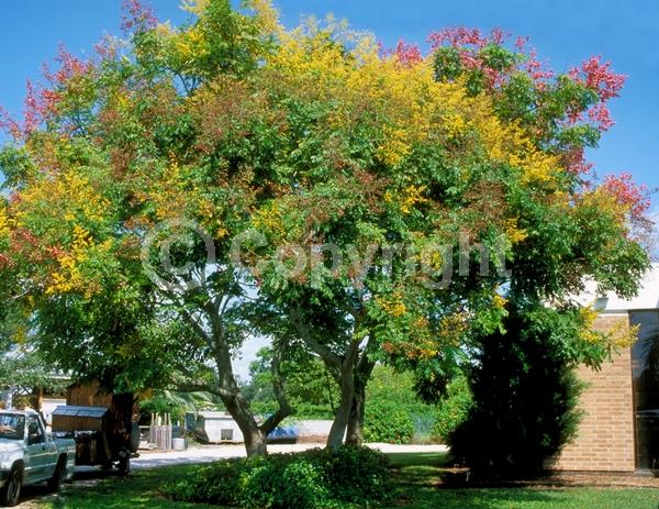 Yellow blooms; Deciduous; Broadleaf