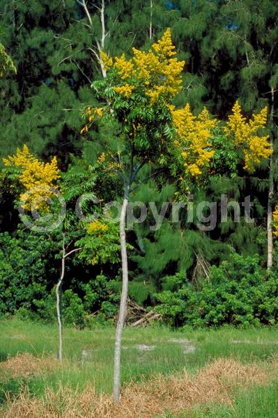 Yellow blooms; Deciduous; Broadleaf
