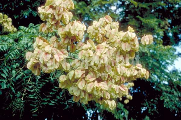 Yellow blooms; Deciduous; Broadleaf