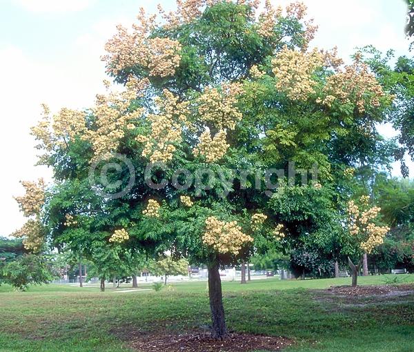 Yellow blooms; Deciduous; Broadleaf