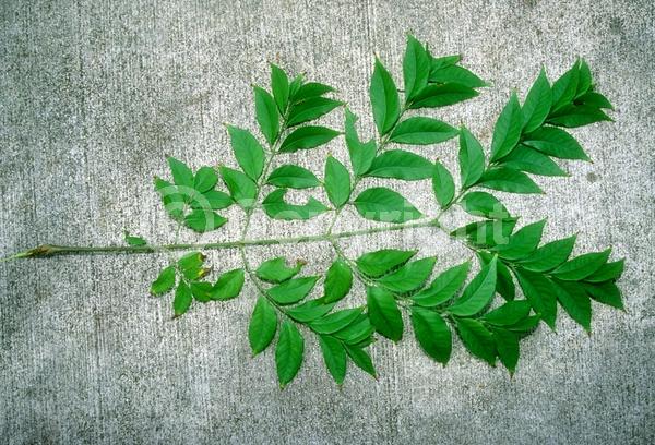 Yellow blooms; Deciduous; Broadleaf