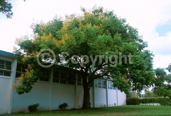 Yellow blooms; Deciduous; Broadleaf