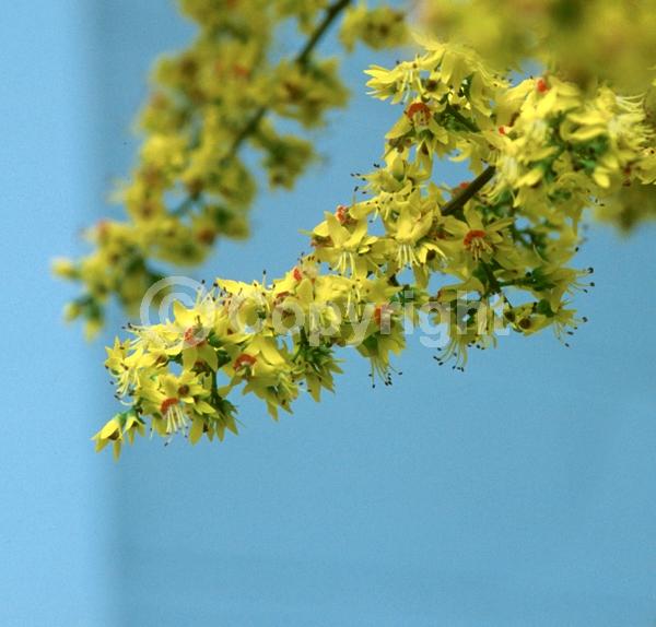 Yellow blooms; Deciduous; Broadleaf