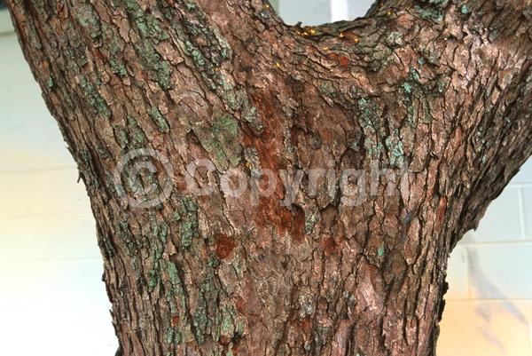 Yellow blooms; Deciduous; Broadleaf