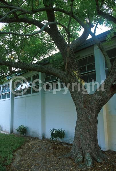 Yellow blooms; Deciduous; Broadleaf