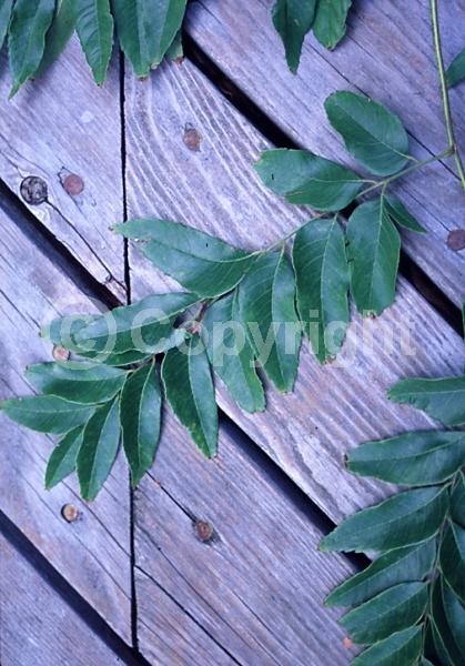 Yellow blooms; Deciduous; Broadleaf