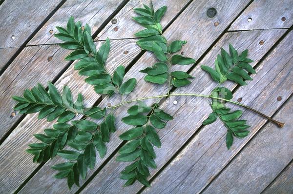 Yellow blooms; Deciduous; Broadleaf