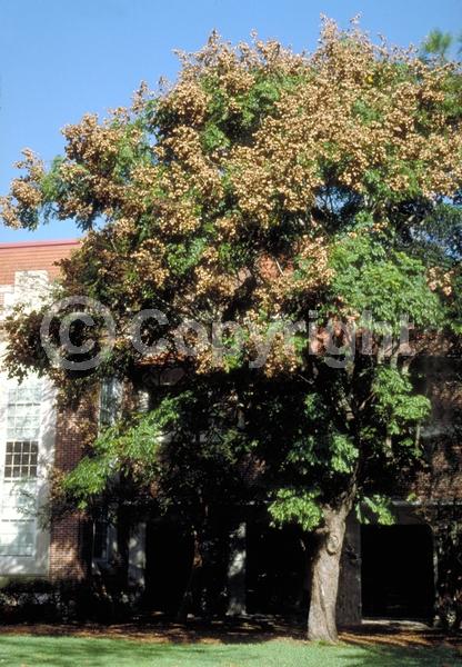 Yellow blooms; Deciduous; Broadleaf