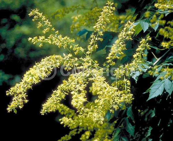 Yellow blooms; Deciduous; Broadleaf