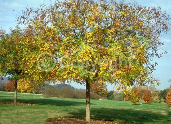 Yellow blooms; Deciduous; Broadleaf