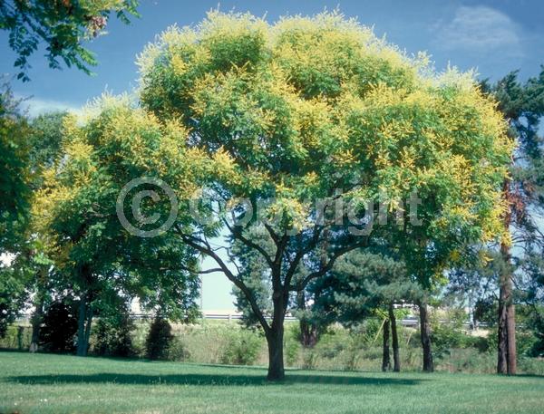 Yellow blooms; Deciduous; Broadleaf