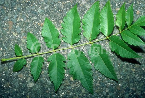 Yellow blooms; Deciduous; Broadleaf