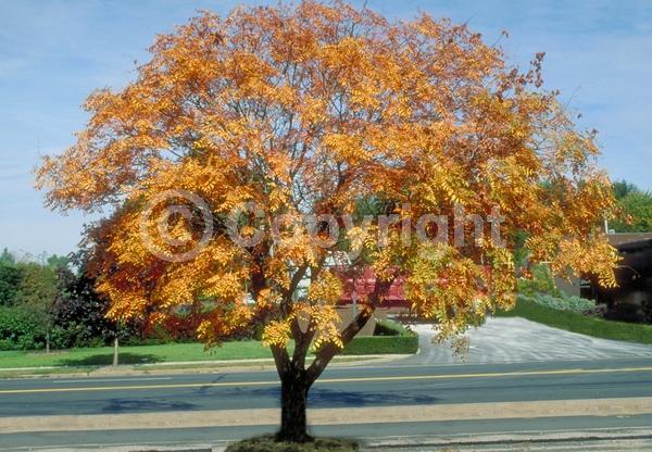 Yellow blooms; Deciduous; Broadleaf