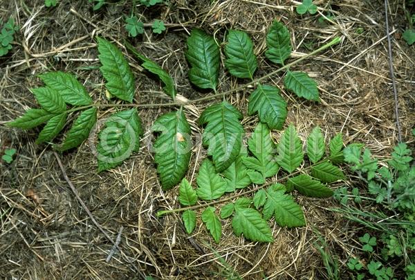 Yellow blooms; Deciduous; Broadleaf