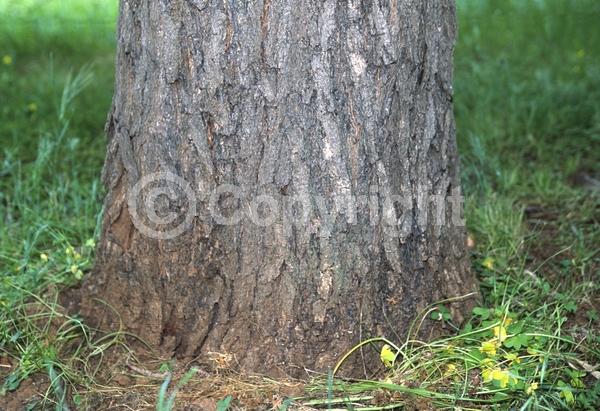 Yellow blooms; Deciduous; Broadleaf
