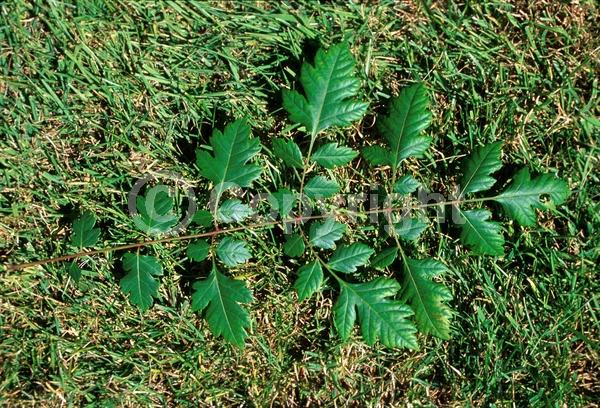 Yellow blooms; Deciduous; Broadleaf