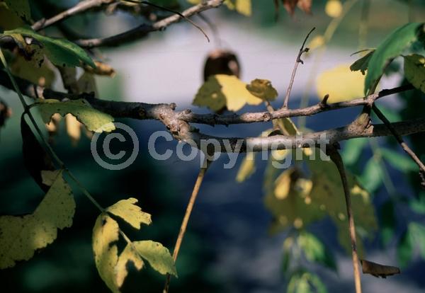 Yellow blooms; Deciduous; Broadleaf