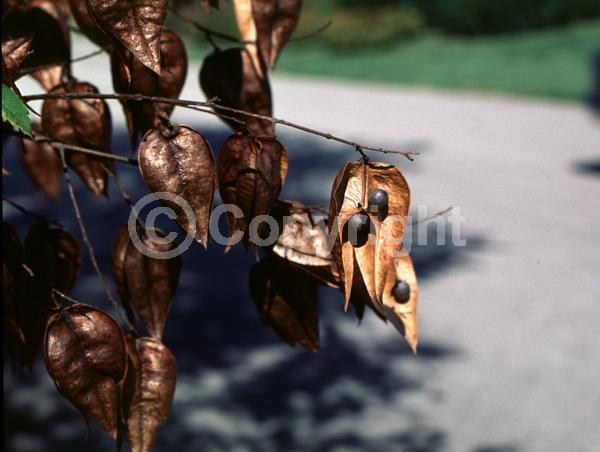 Yellow blooms; Deciduous; Broadleaf