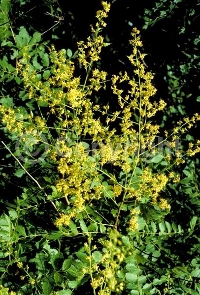 Yellow blooms; Deciduous; Broadleaf