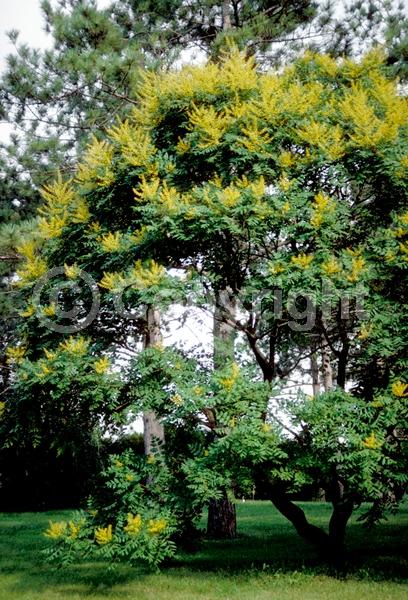 Yellow blooms; Deciduous; Broadleaf