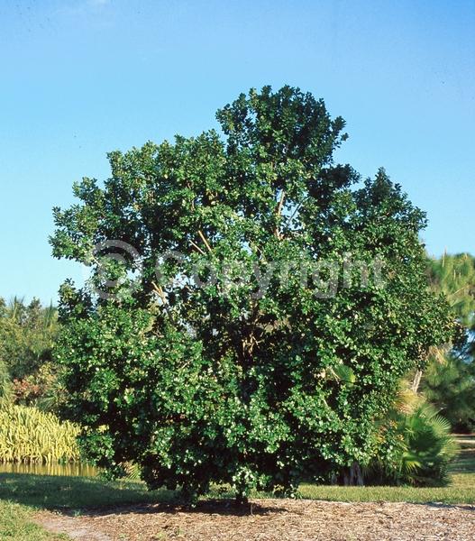 Yellow blooms; Evergreen; North American Native