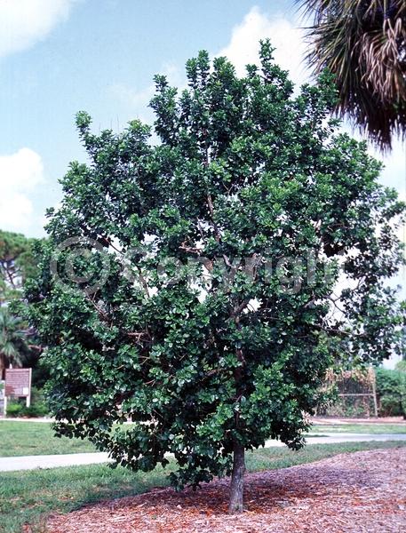 Yellow blooms; Evergreen; North American Native
