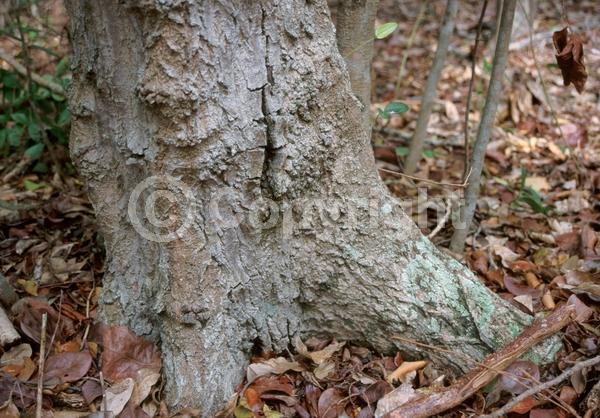 Yellow blooms; Evergreen; North American Native