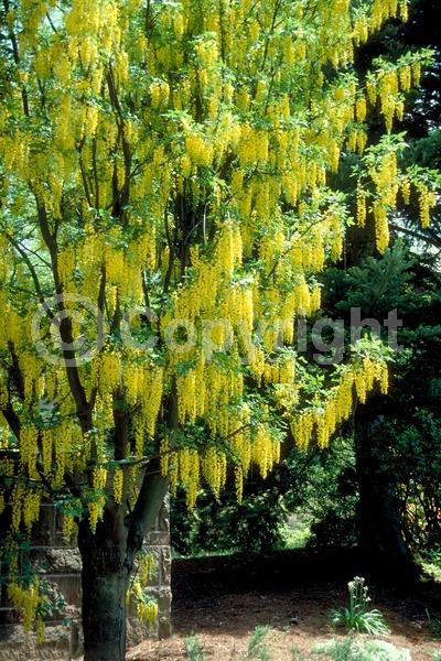 Yellow blooms; Deciduous; Broadleaf