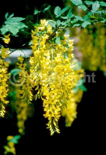 Yellow blooms; Deciduous; Broadleaf