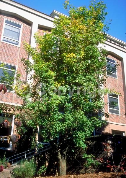 Yellow blooms; Deciduous; Broadleaf