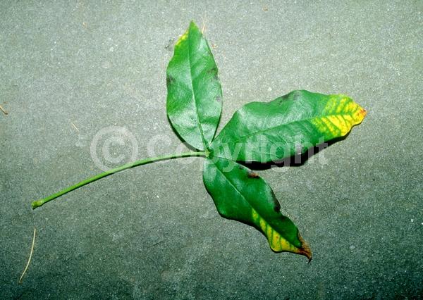 Yellow blooms; Deciduous; Broadleaf